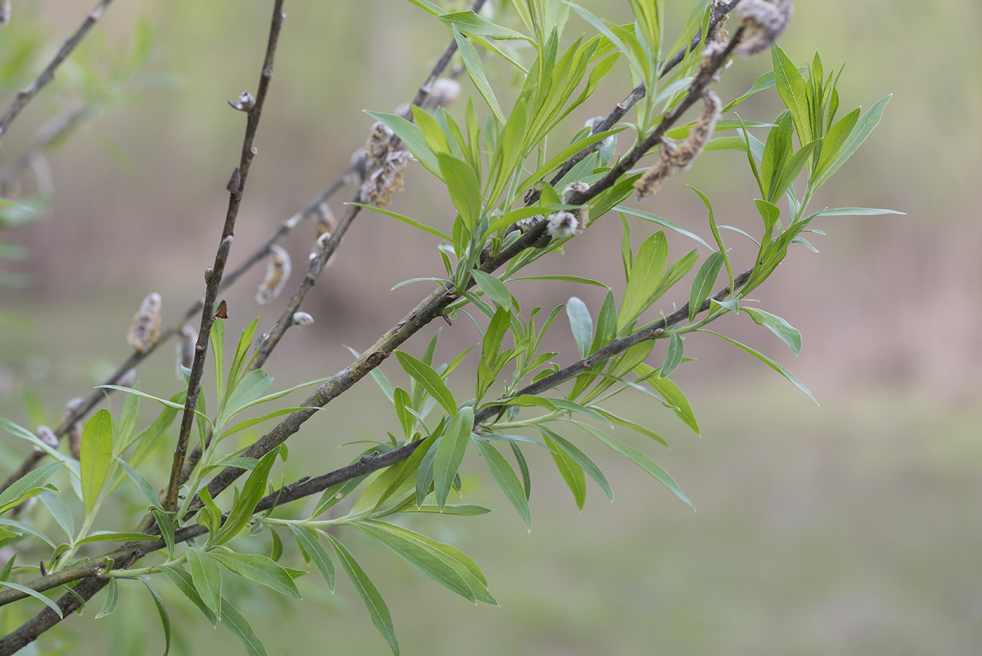 Ива пепельная