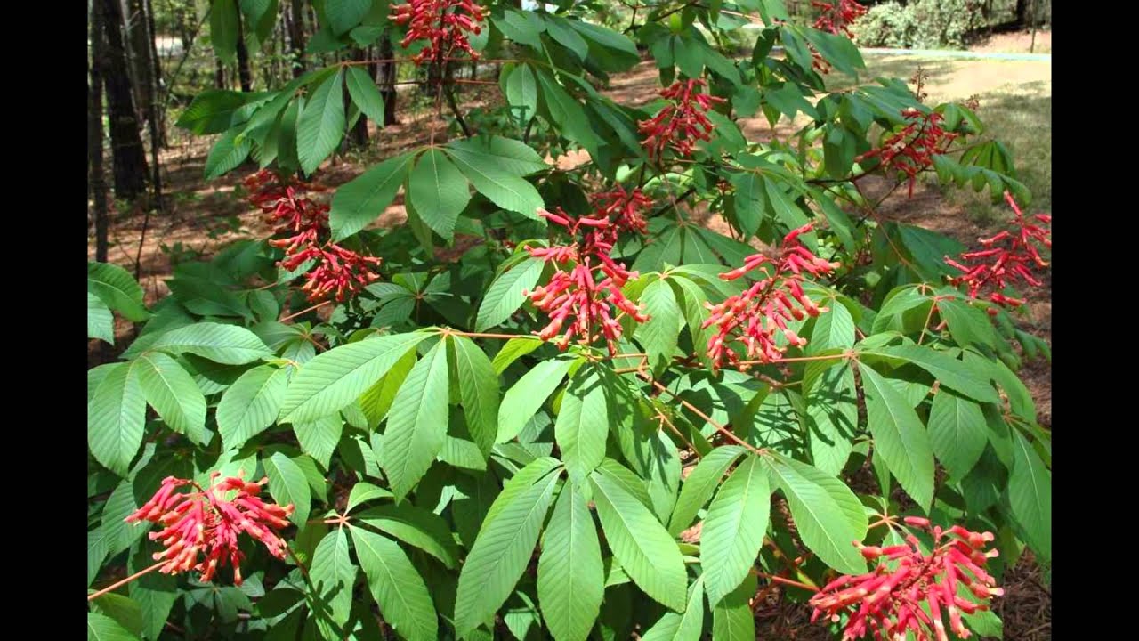 Каштан конский красный Каштан конский красный