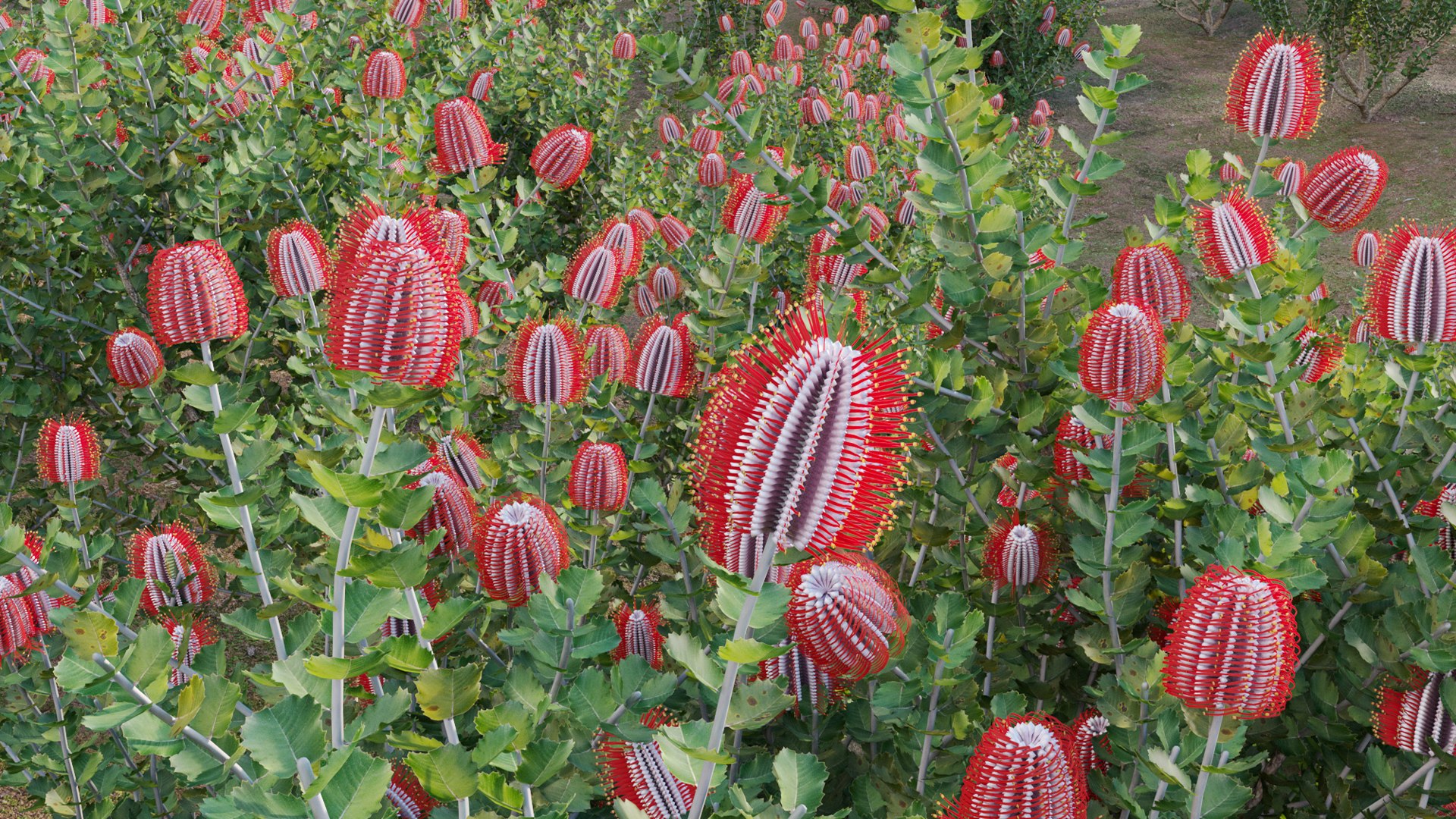 Банксия ярко-красная Банксия ярко-красная