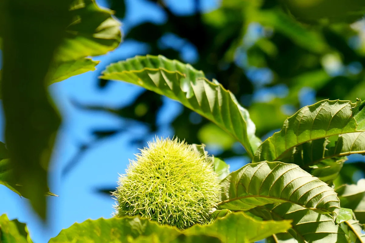 Каштан американский