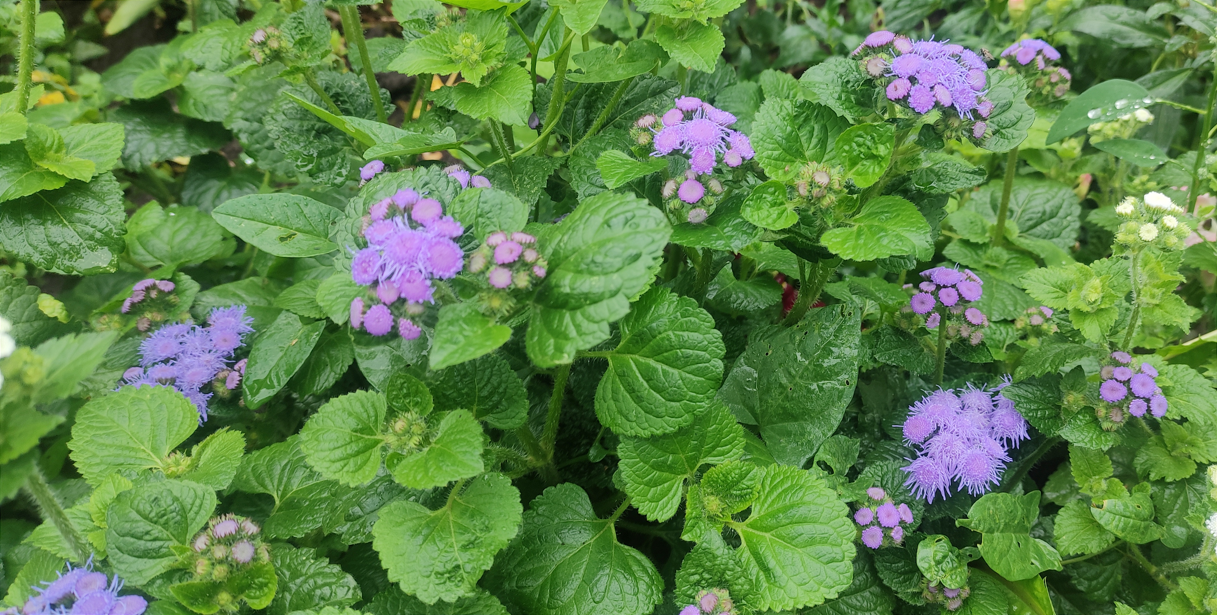 Агератум Агератум