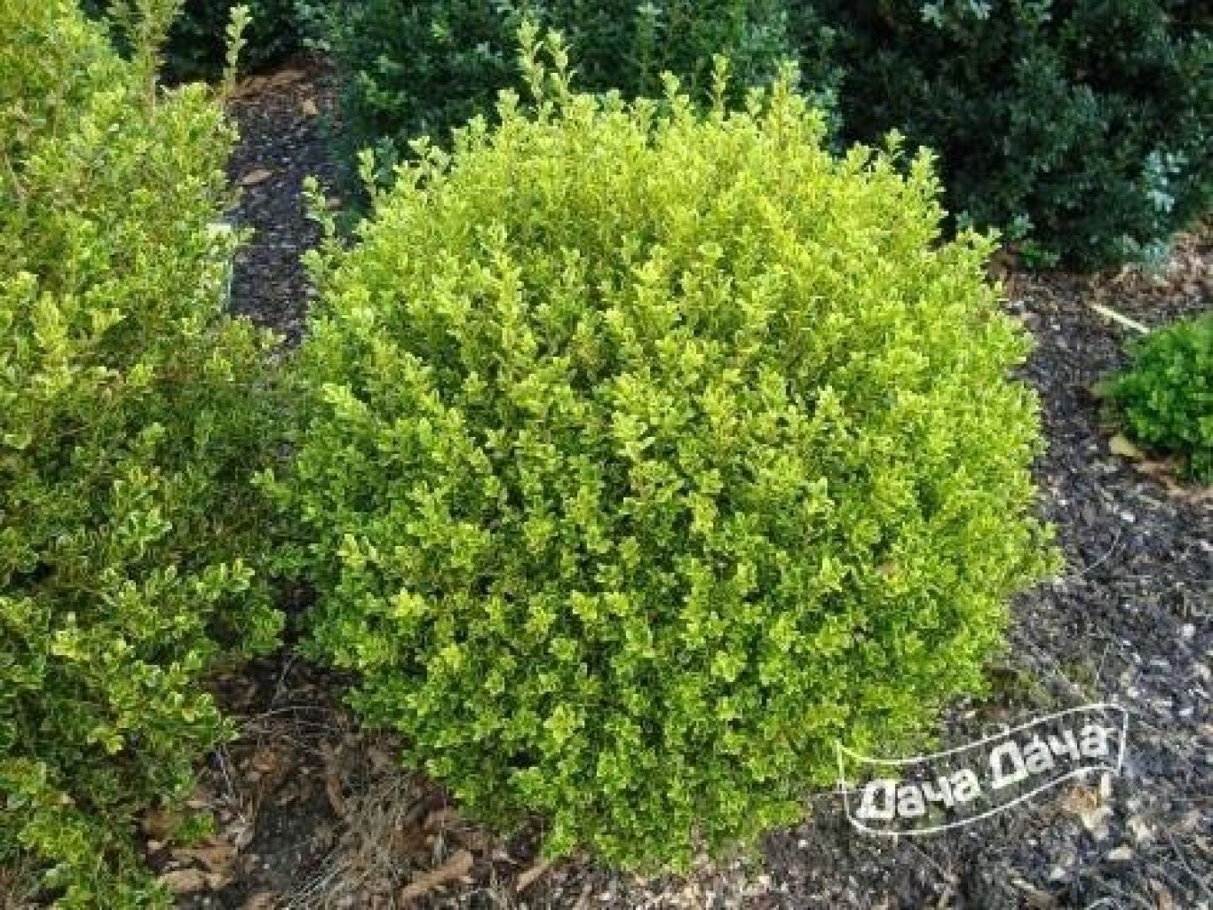 Самшит мелколистный