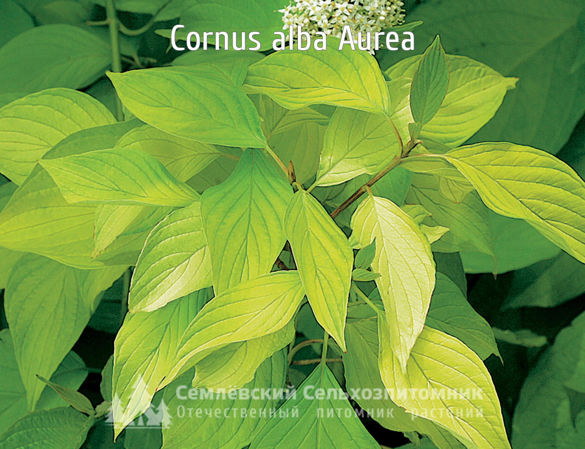 Дерен Дерен