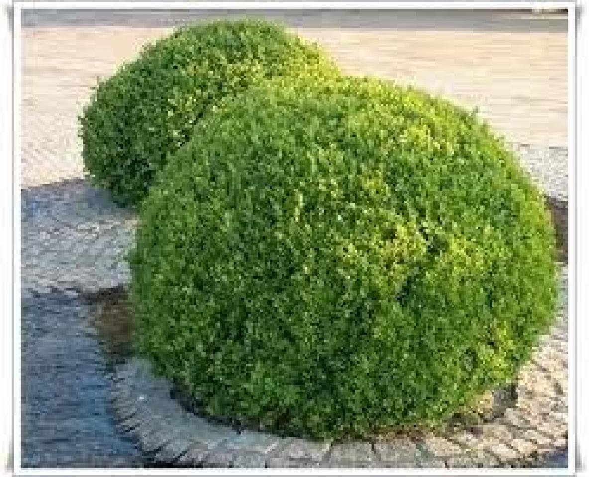 Самшит вечнозеленый