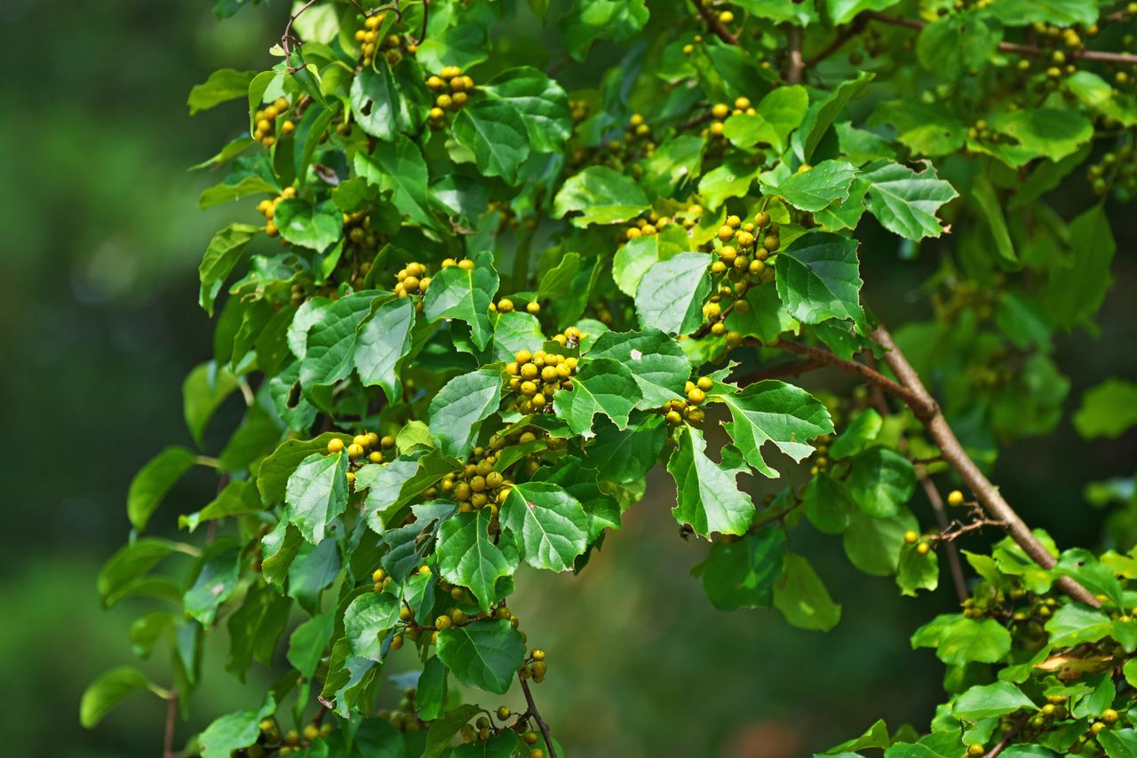 Древогубец розовый