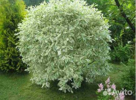 Дерен белый