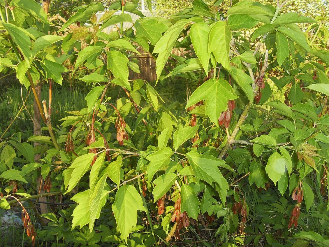 Клён ясенелистный