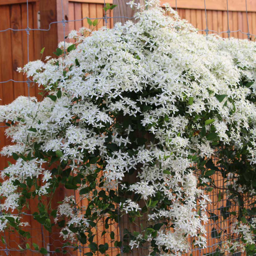 Ломонос маньчжурский