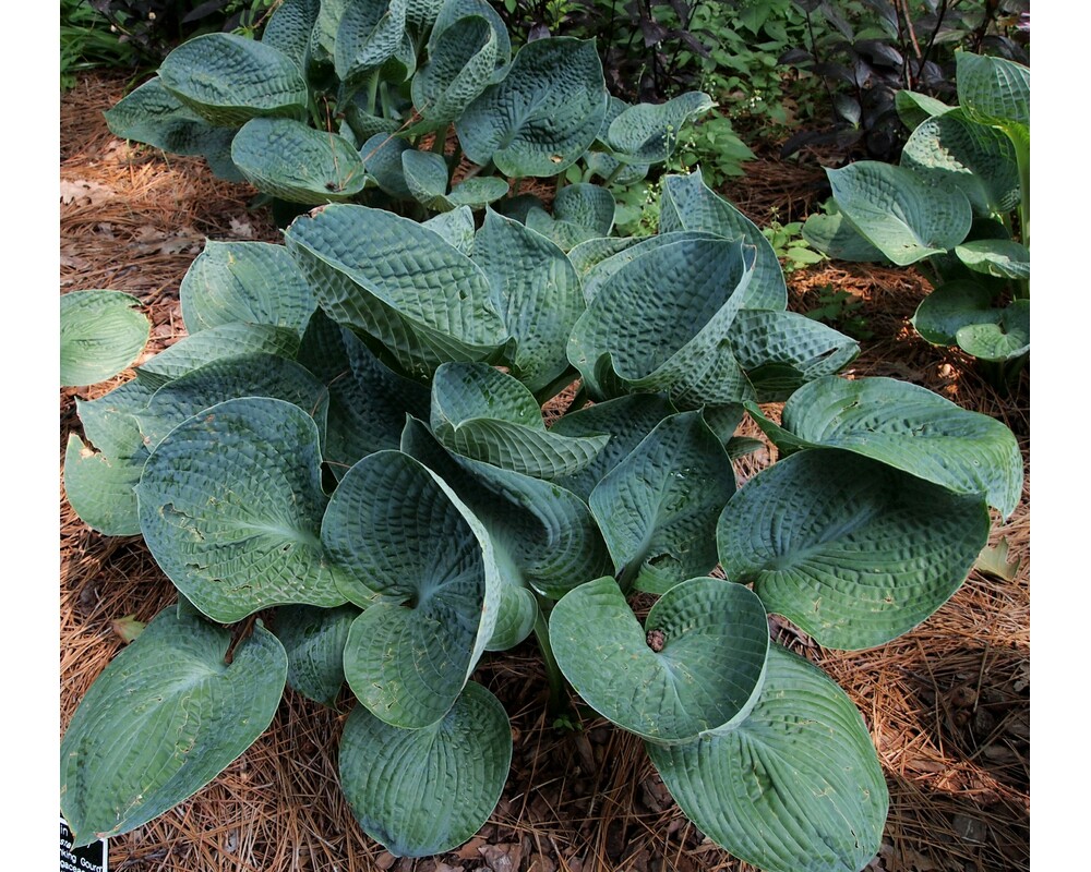 Безвкусница гибридная