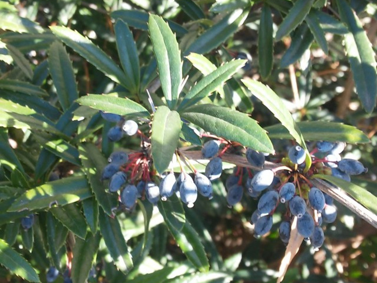 Барбарис Юлианы Барбарис Юлианы