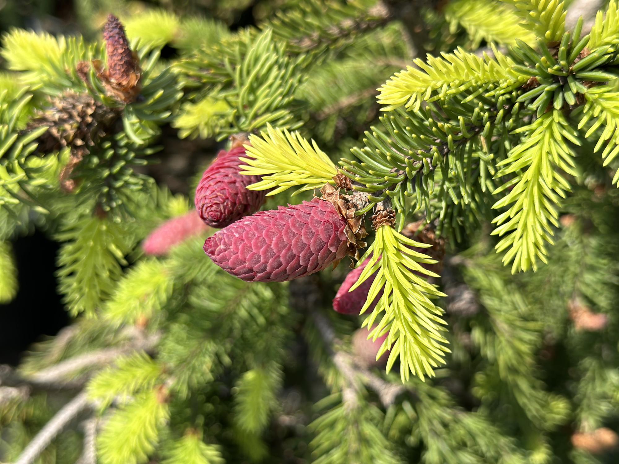 Ель обыкновенная