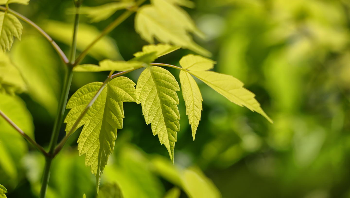 Клён ясенелистный