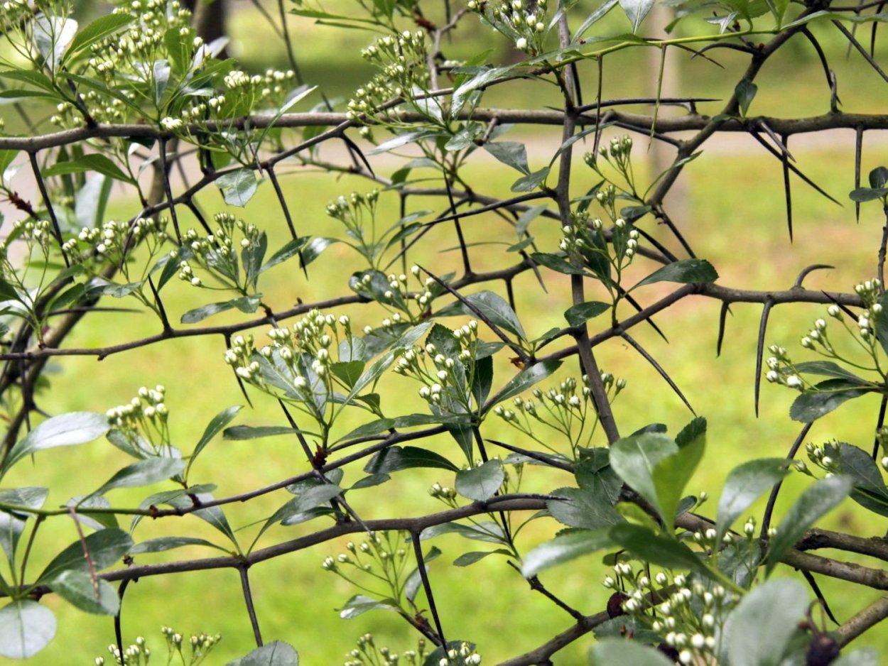 Боярышник петушья шпора