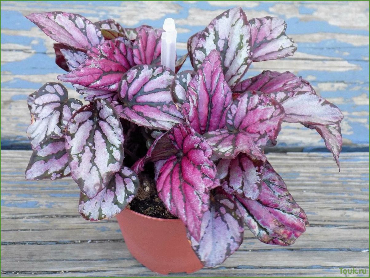 Бегония королевская