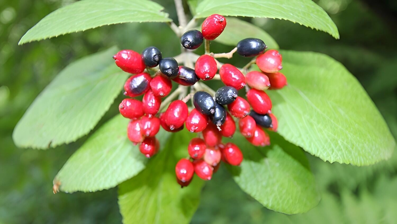 Калина буреинская