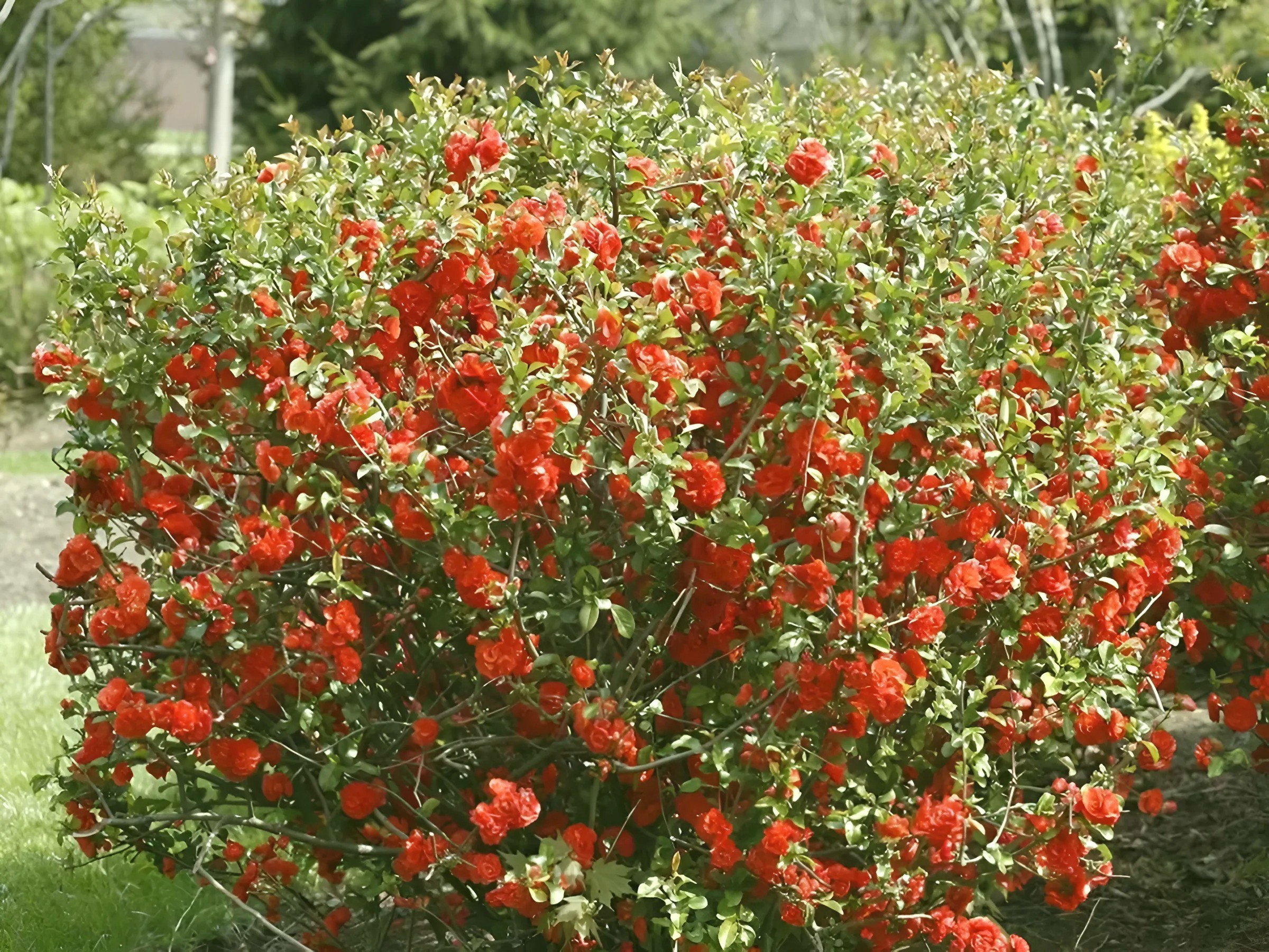 Айва прекрасная Айва прекрасная