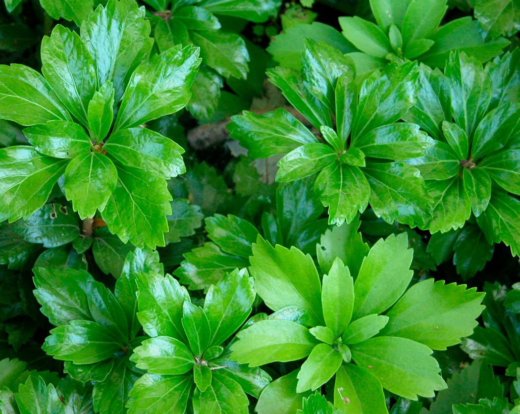 Пахизандра Пахизандра