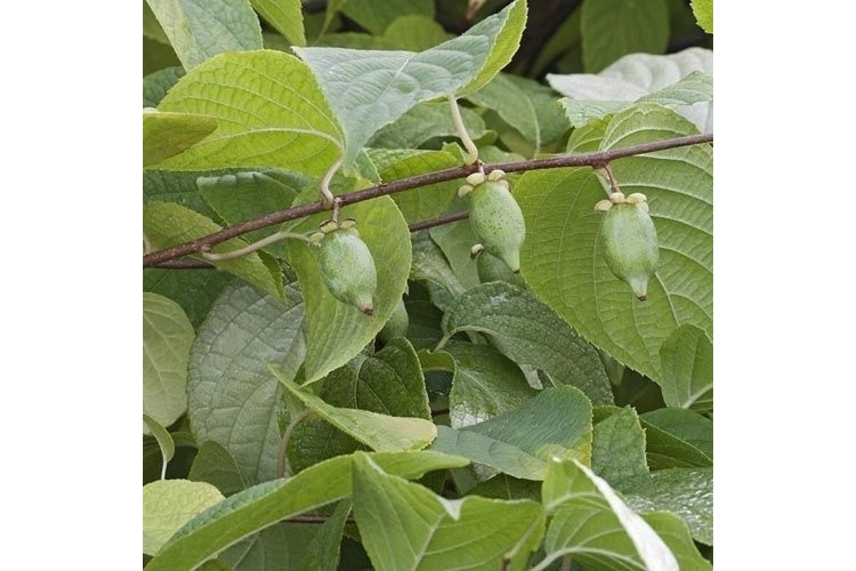 Актинидия полигамная