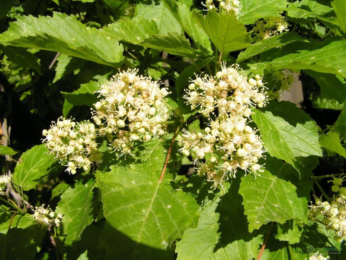 Клён татарский