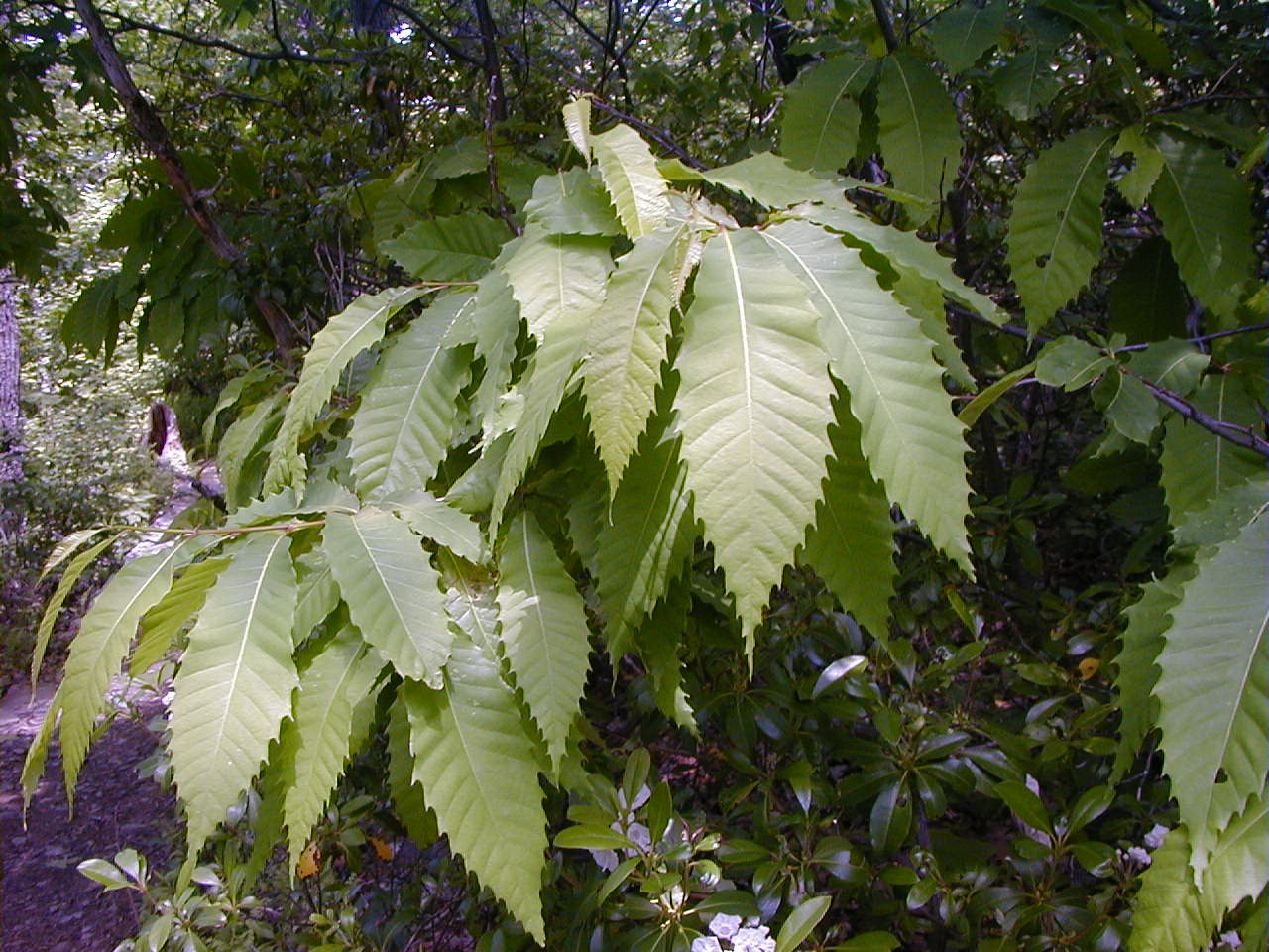 Каштан американский