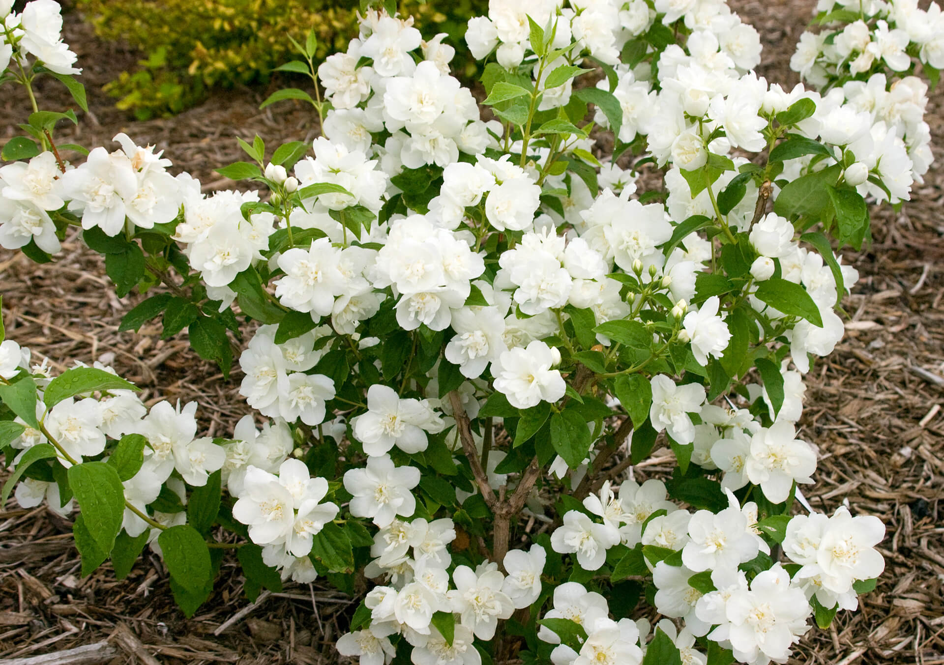 Жасмин карликовый