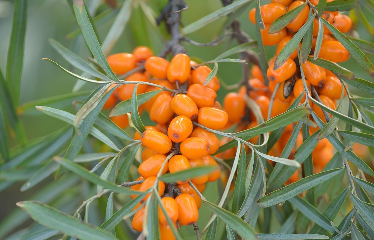 Облепиха Облепиха