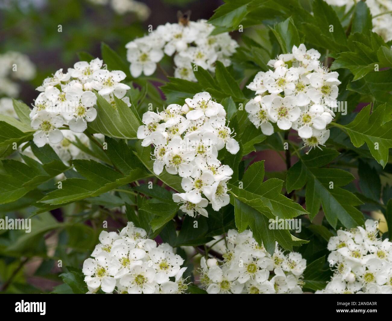 Боярышник перистонадрезанный