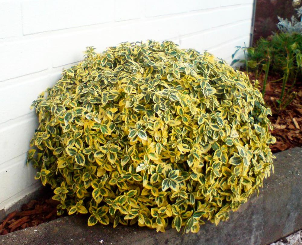 Бересклет Форчуна