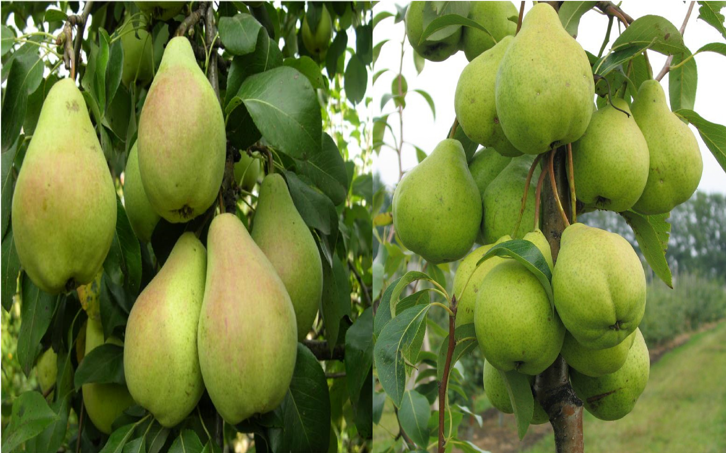 Груша обыкновенная