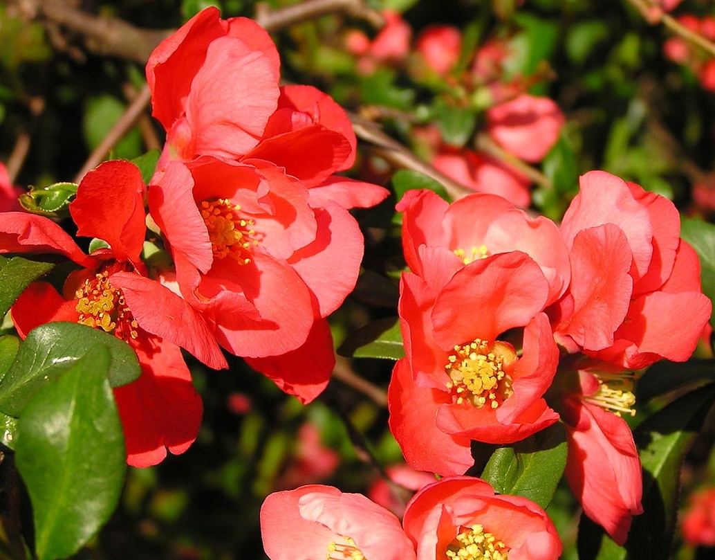 Айва прекрасная Айва прекрасная