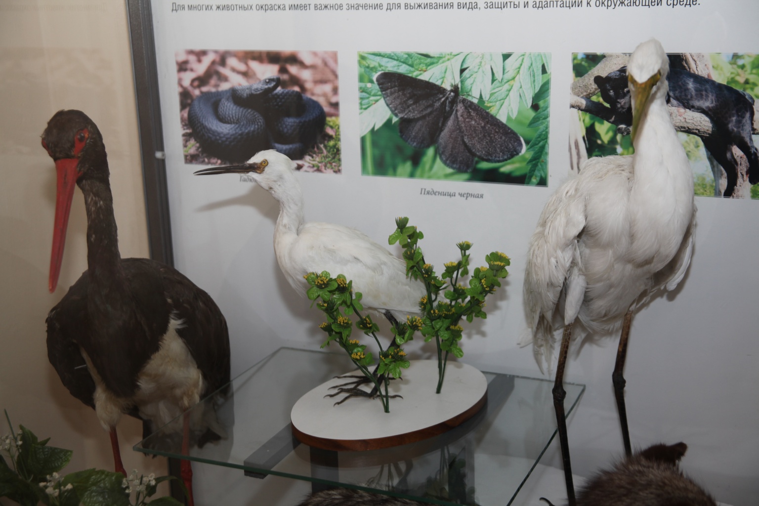 Ясень белый