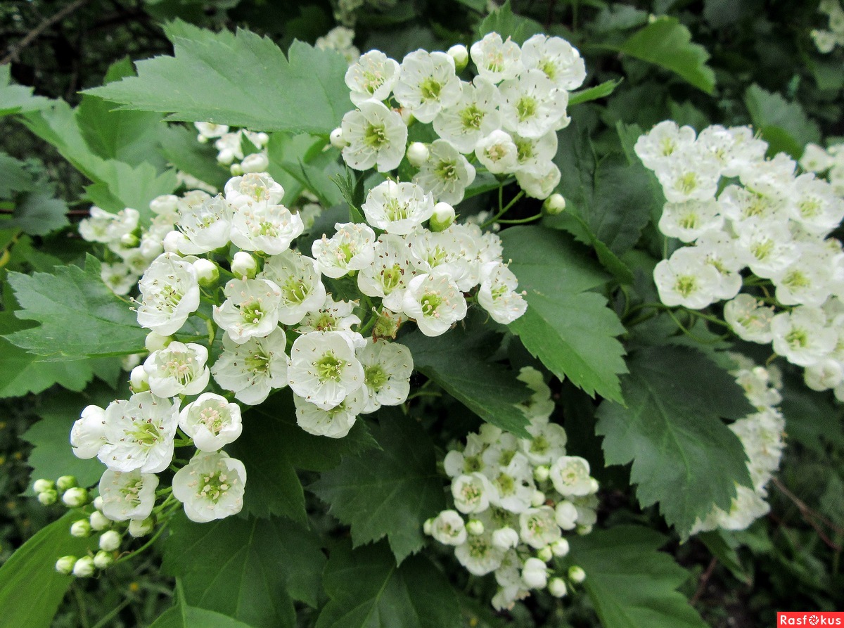 Боярышник кроваво-красный