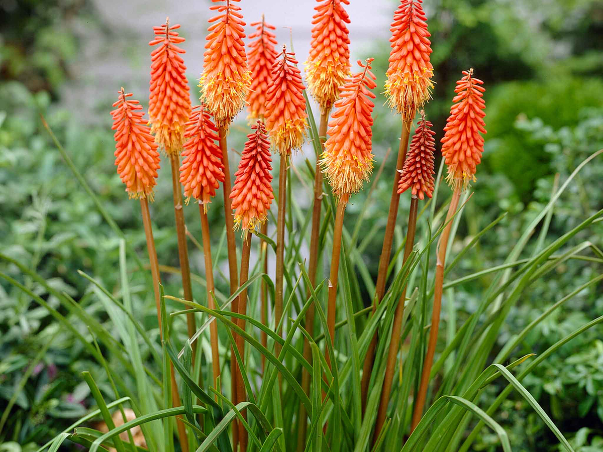 Безвкусница гибридная