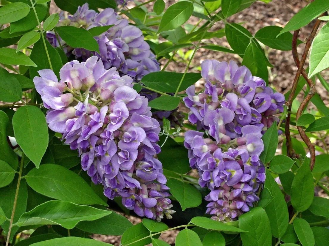 Глициния венус