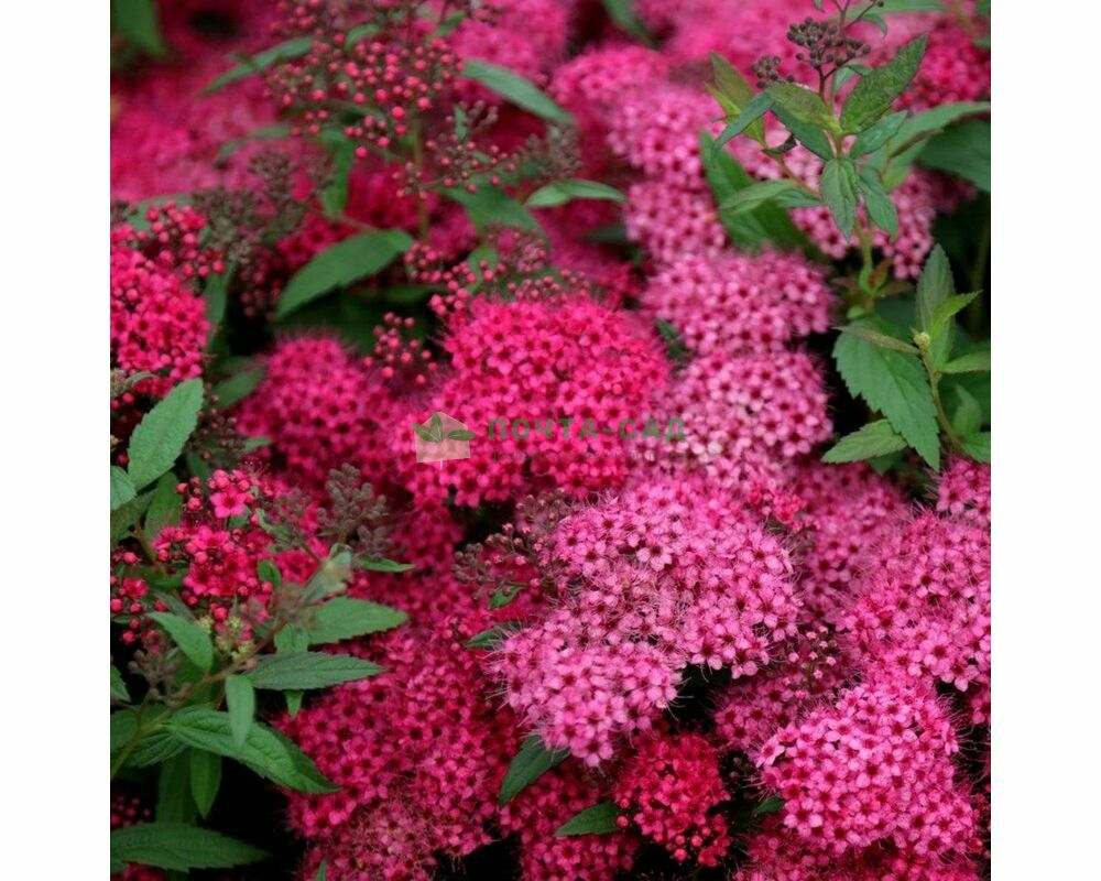 Спирея Спирея