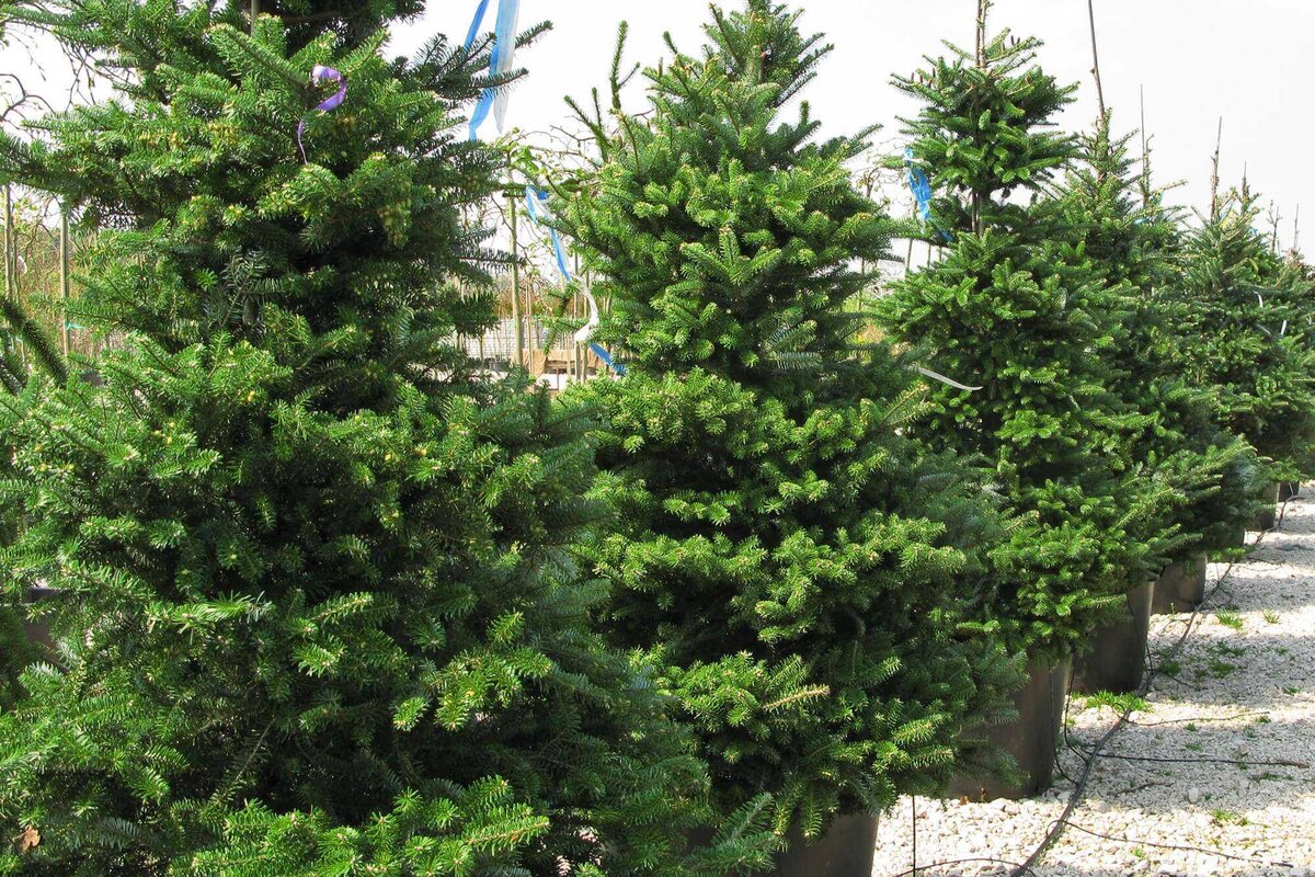 Пихта корейская