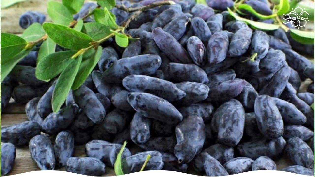 Жимолость камчатская