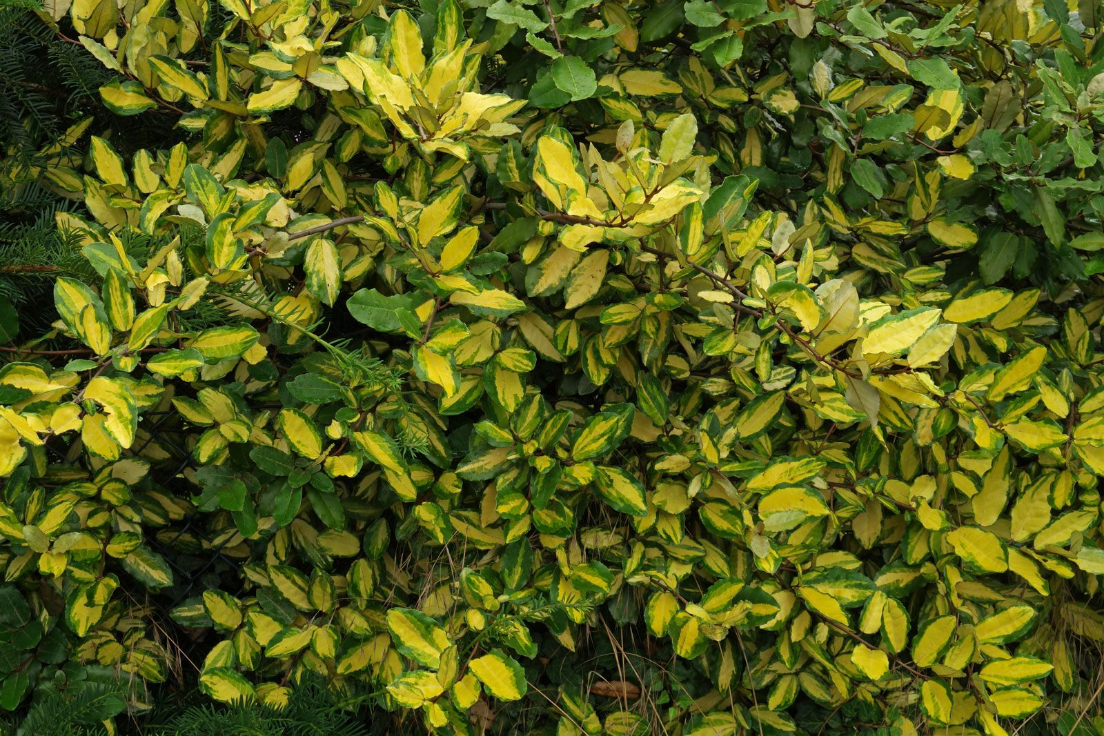 Лох Эббинга