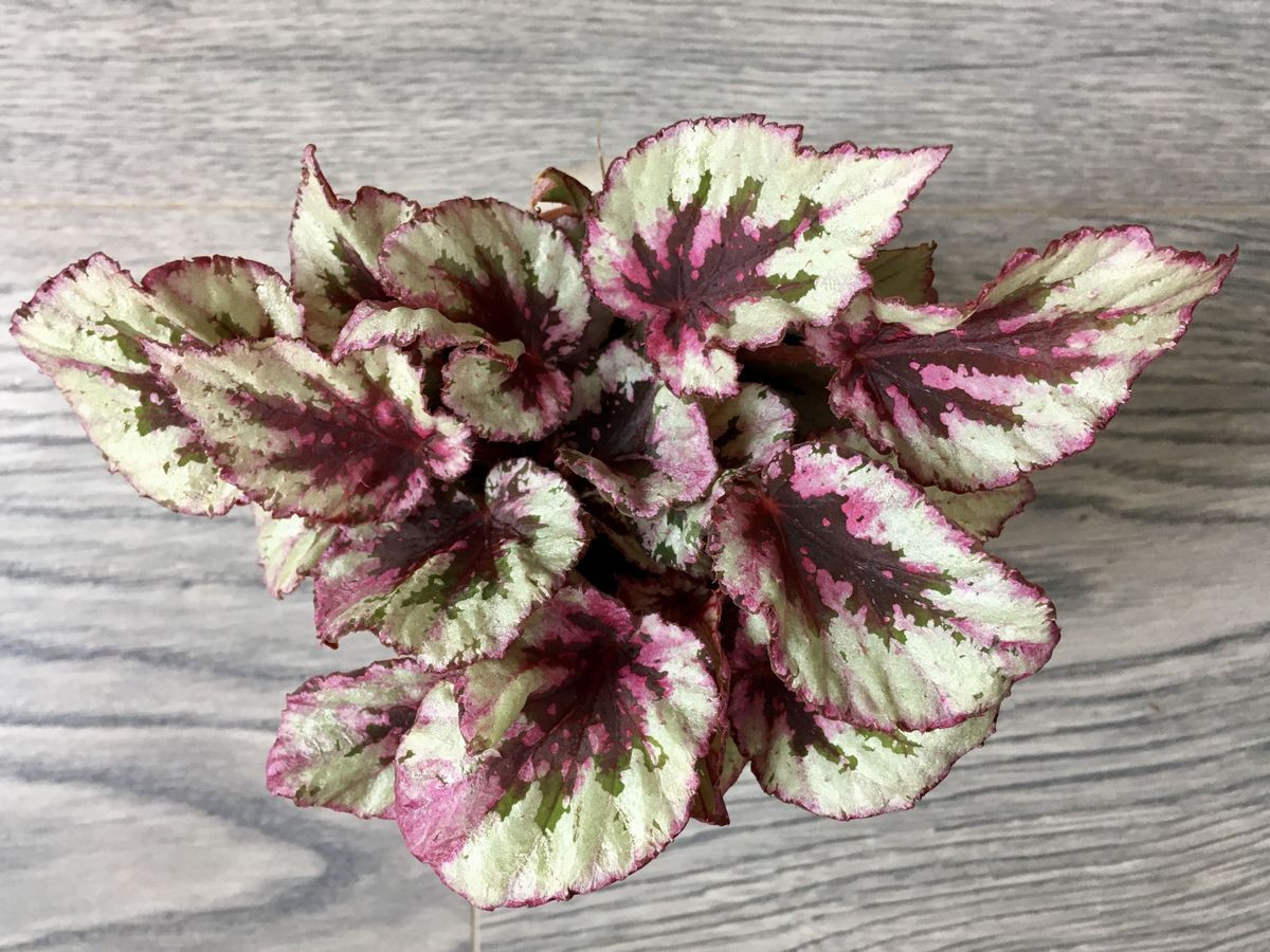 Бегония королевская