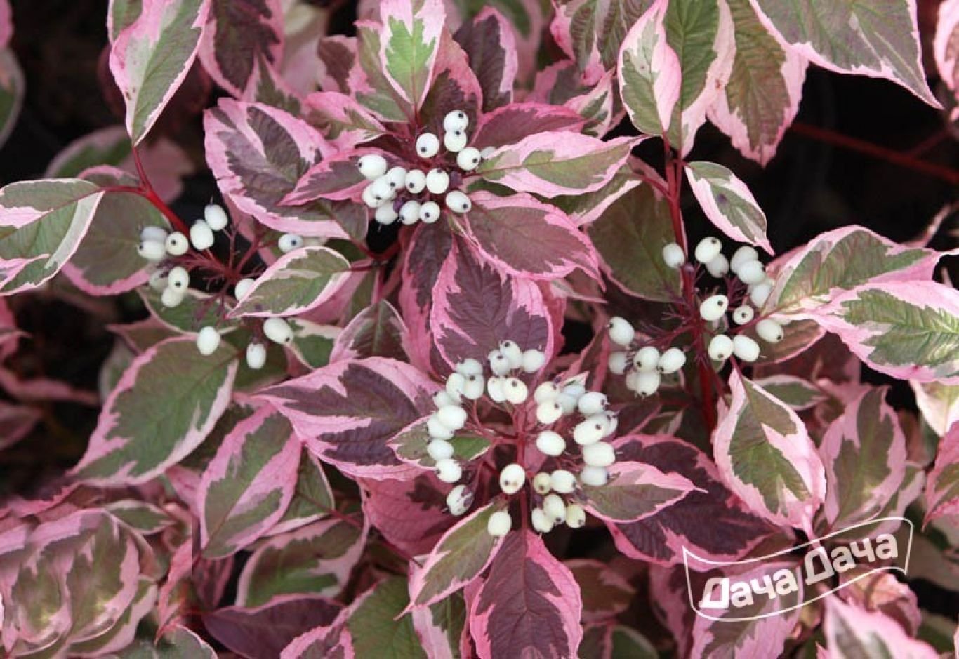 Дерен белый