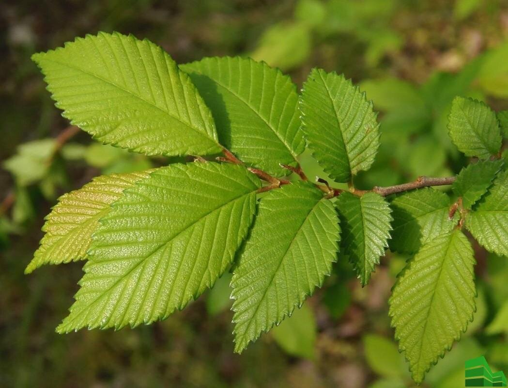 Вяз Андросова