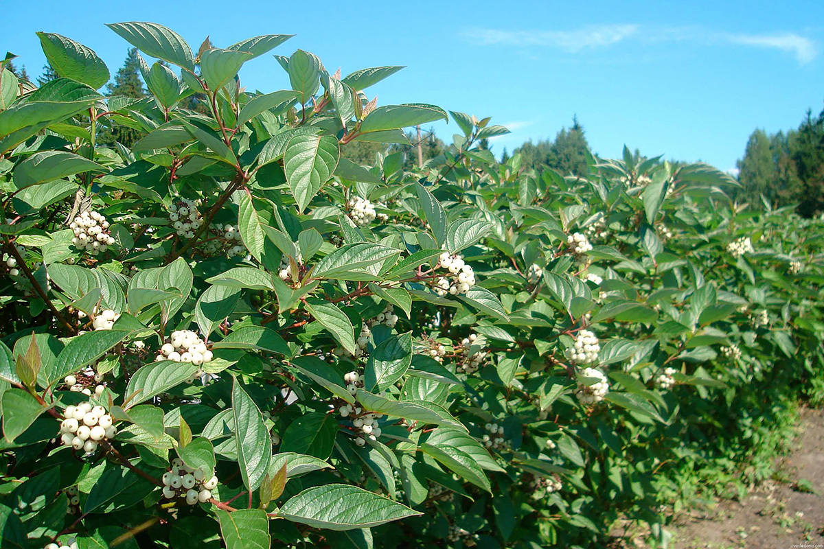 Дерен белый