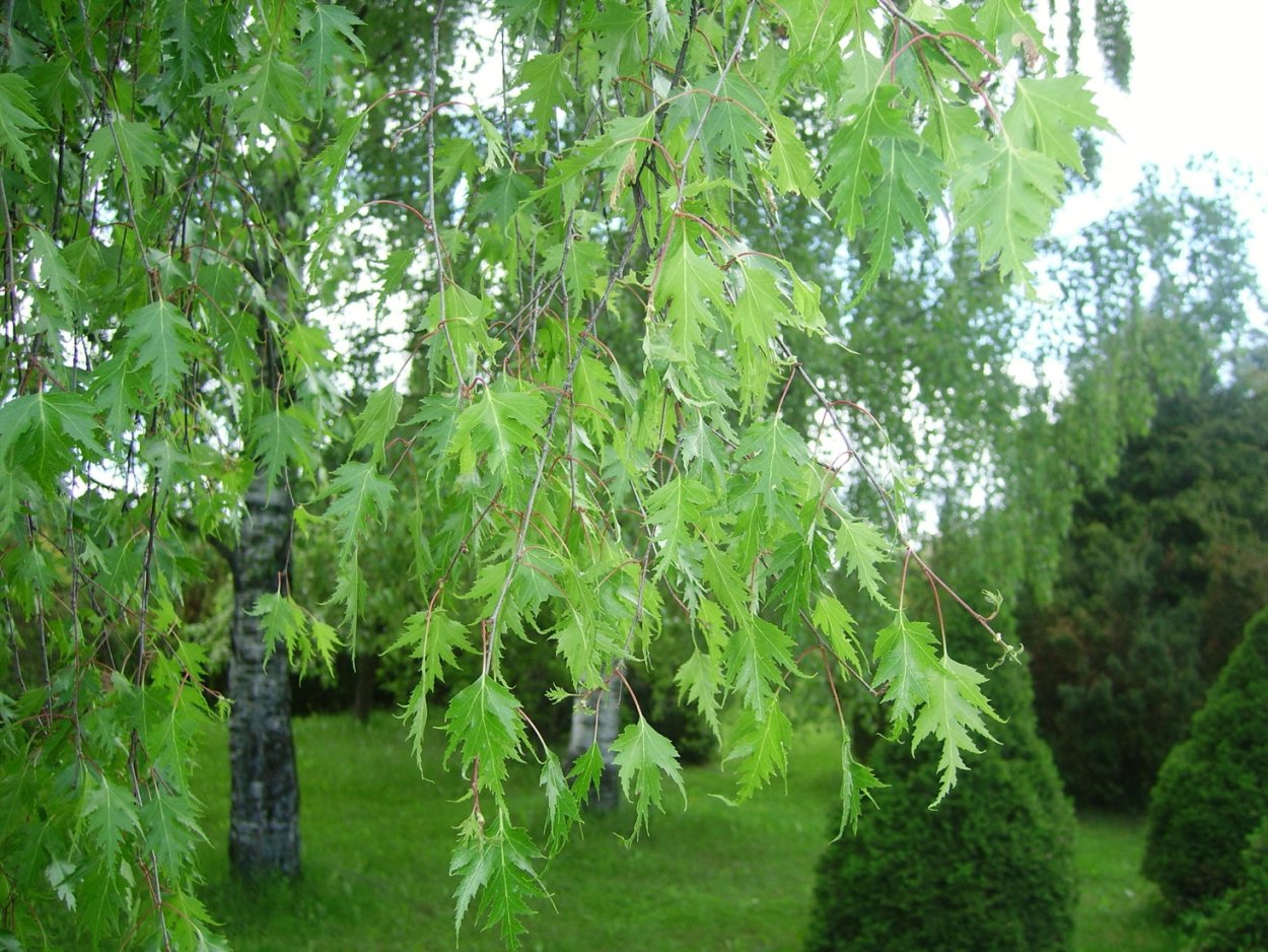 Береза вишневая