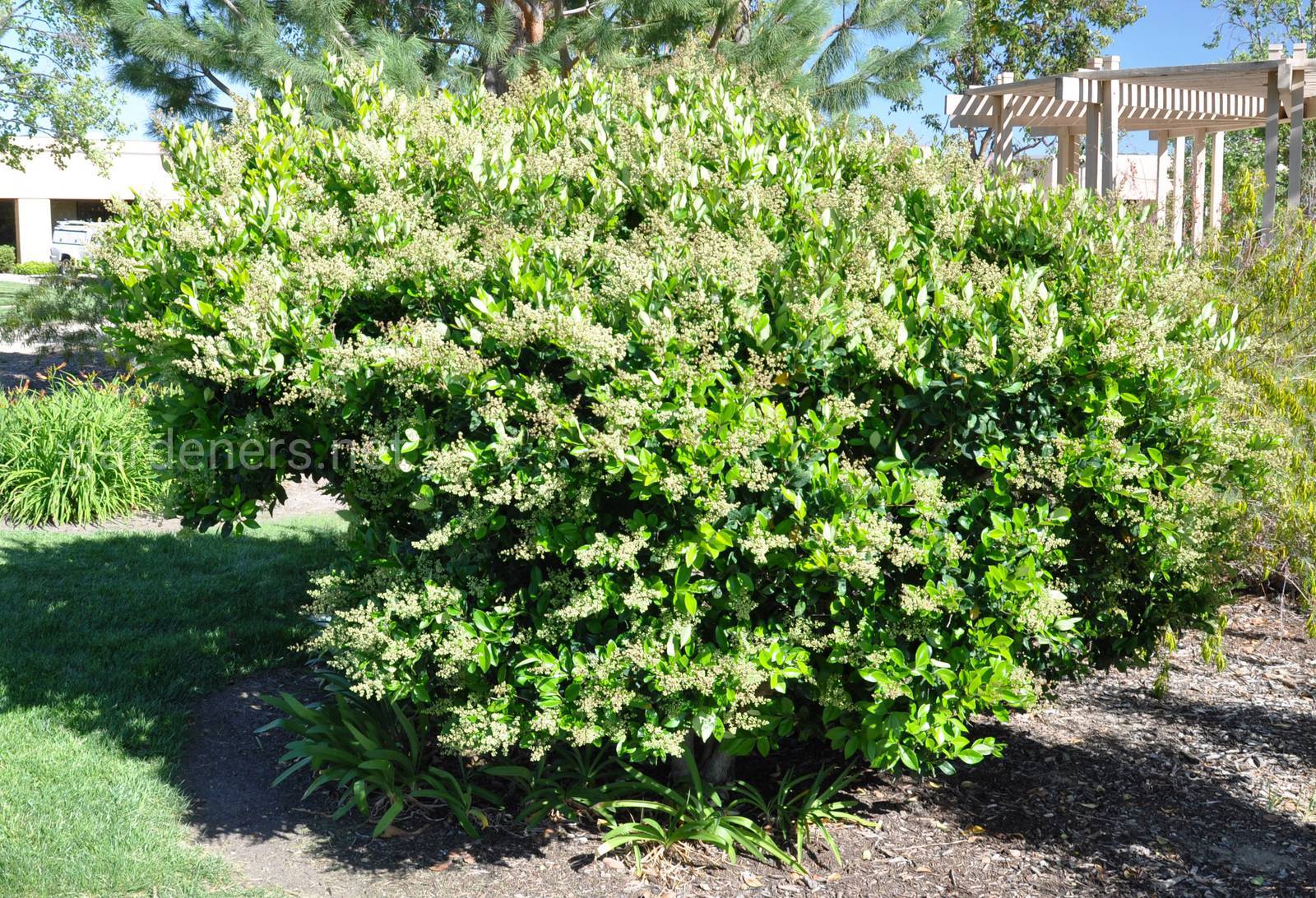 Бирючина японская Бирючина японская