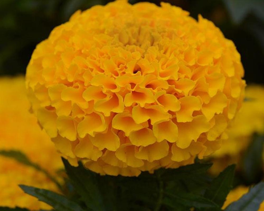 Бархатцы прямостоячие Бархатцы прямостоячие