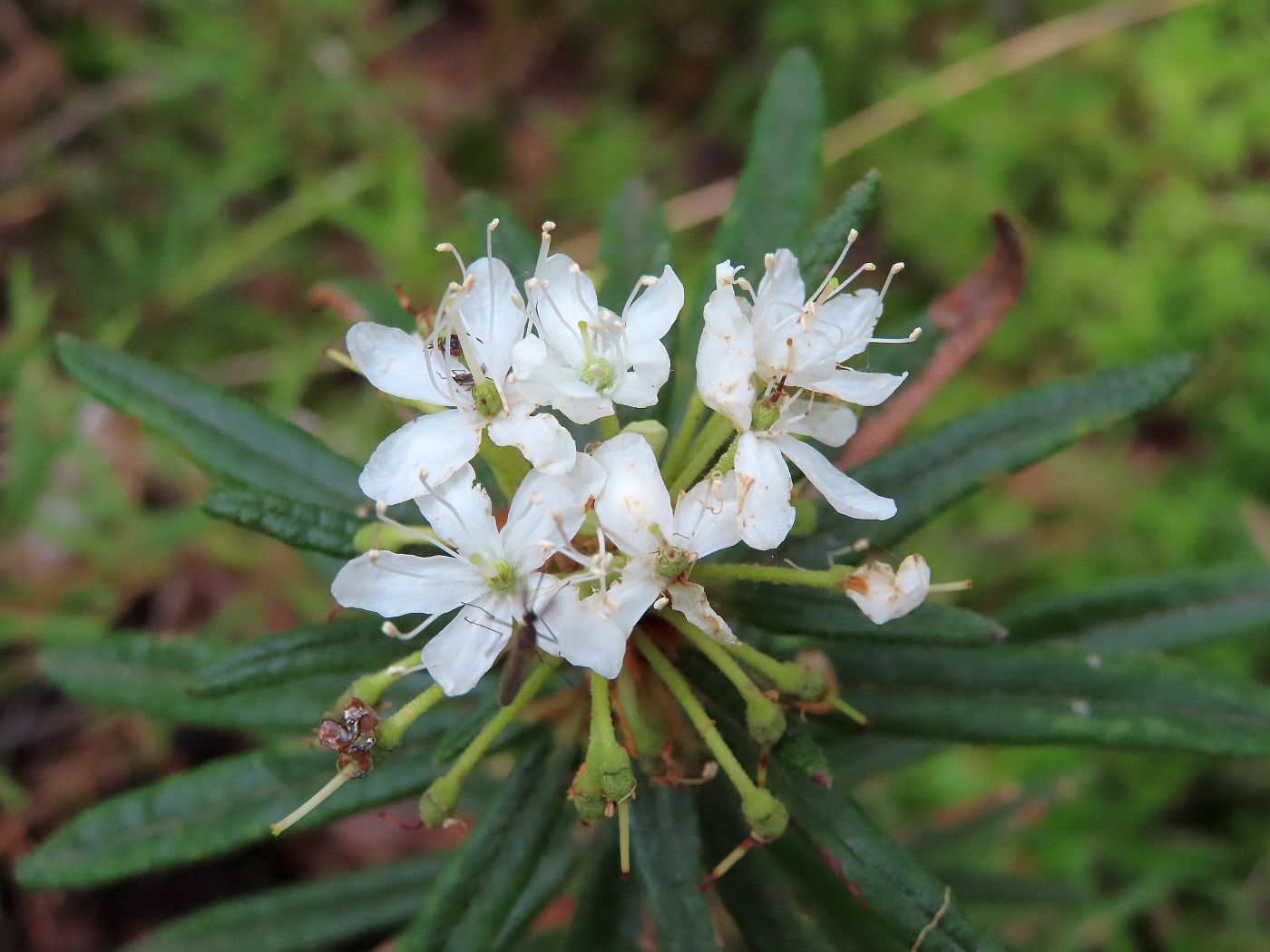 Багульник подбел