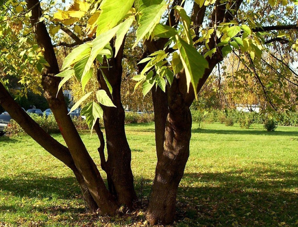 Клён ясенелистный