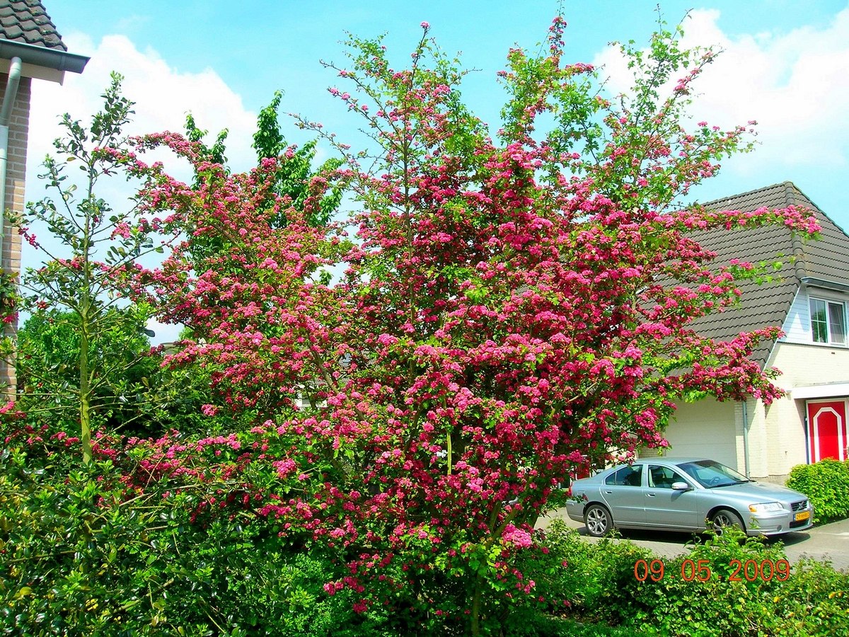 Боярышник колючий