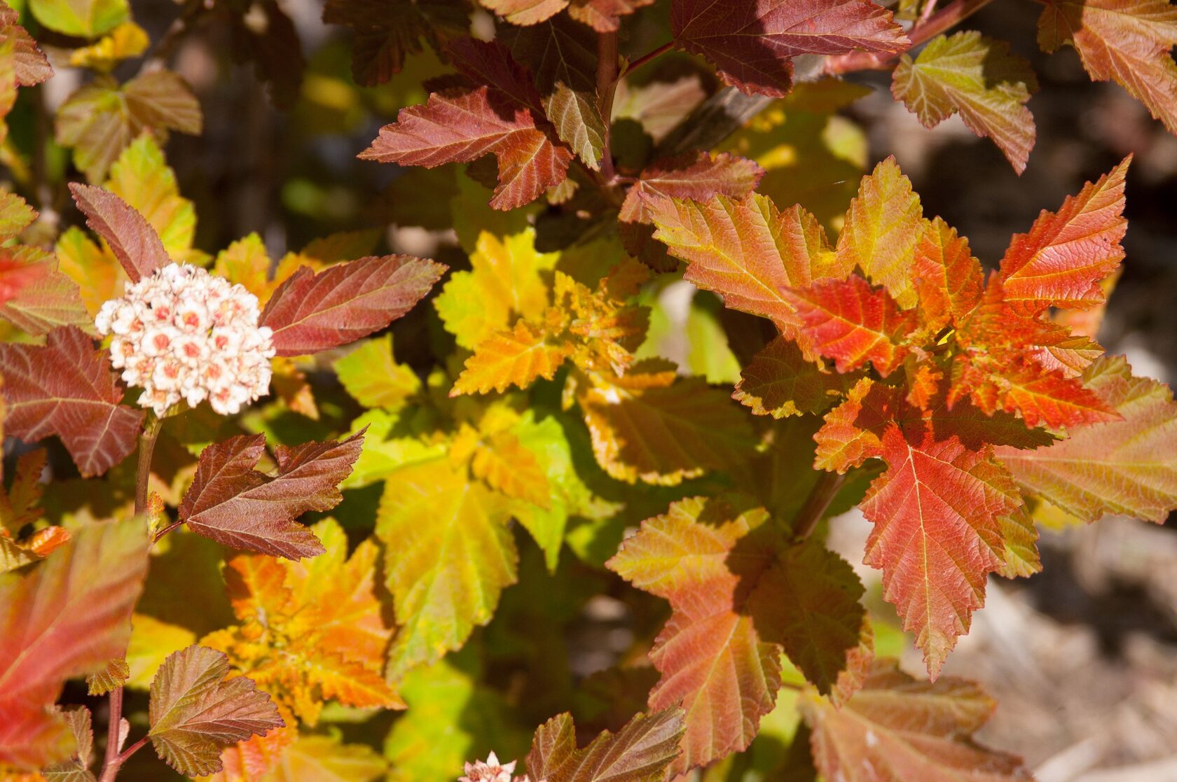 Пузыреплодник сизый
