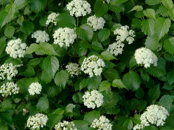 Калина зубчатая Калина зубчатая